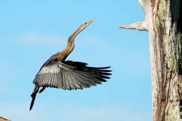 An anhinga takes flight from a tree branch at Green Cay Wetlands in Boynton Beach, Florida, US. Nicknamed snakebirds because they swim with only their long necks visible above the water, anhingas intentionally lack waterproof feathers. This trait helps them easily sink to hunt underwater for up to two minutes, but forces them to stand with outstretched wings for 15 to 20 minutes to dry off after each dive