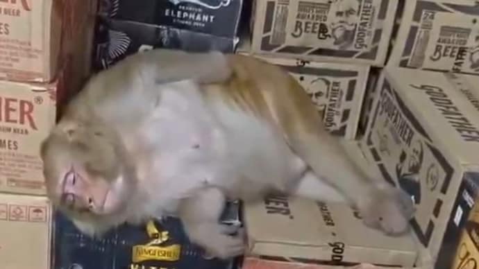 Vídeo: Macaco entra em loja de bebidas em Ranchi, consome bebida e depois adormece