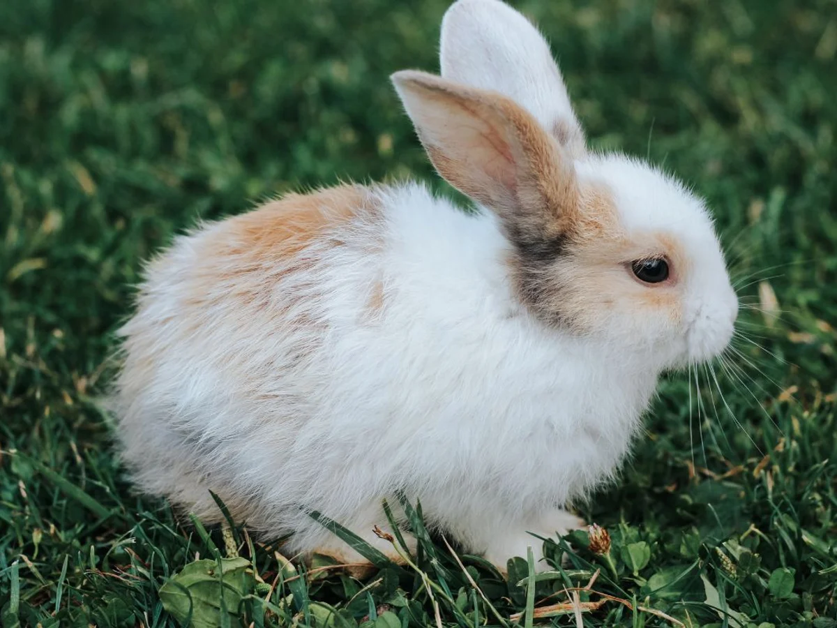 Justiça autoriza sacrifício de animais em experimentos de instituto em MG