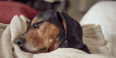 Saiba como confirmar se o cachorro est&aacute; com febre? Foto: Freepik