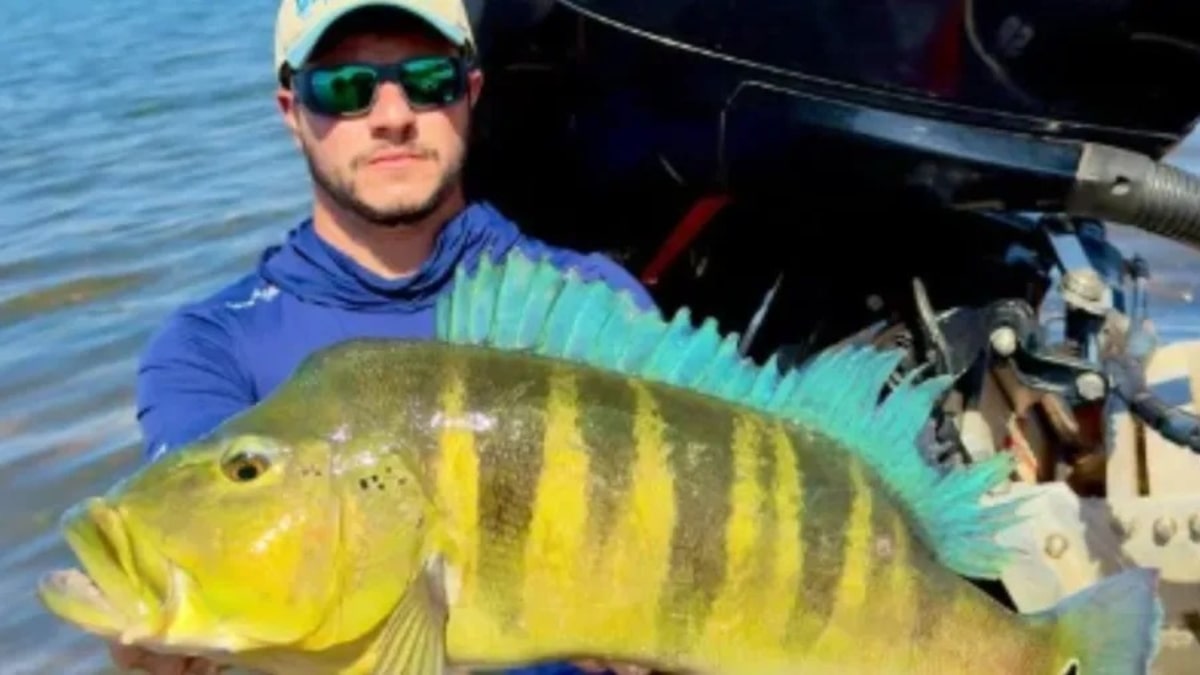 Pescador captura tucunaré-azul de 68 cm em MG e bate recorde brasileiro