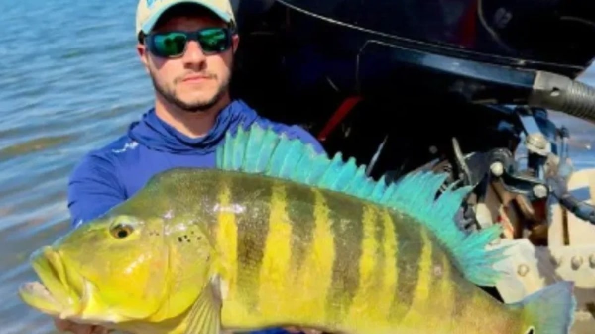 Pescador captura tucunaré-azul de 68 cm em MG e bate recorde brasileiro