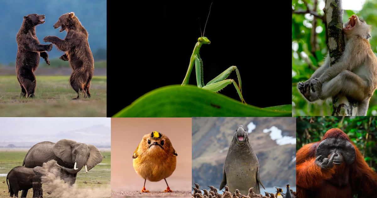 Concurso de fotos ‘Comédia da Vida Selvagem’ anuncia finalistas, conheça alguns dos favoritos