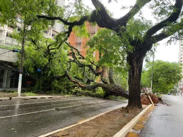 Chuva causa queda de árvores e pontos de alagamento em São Paulo