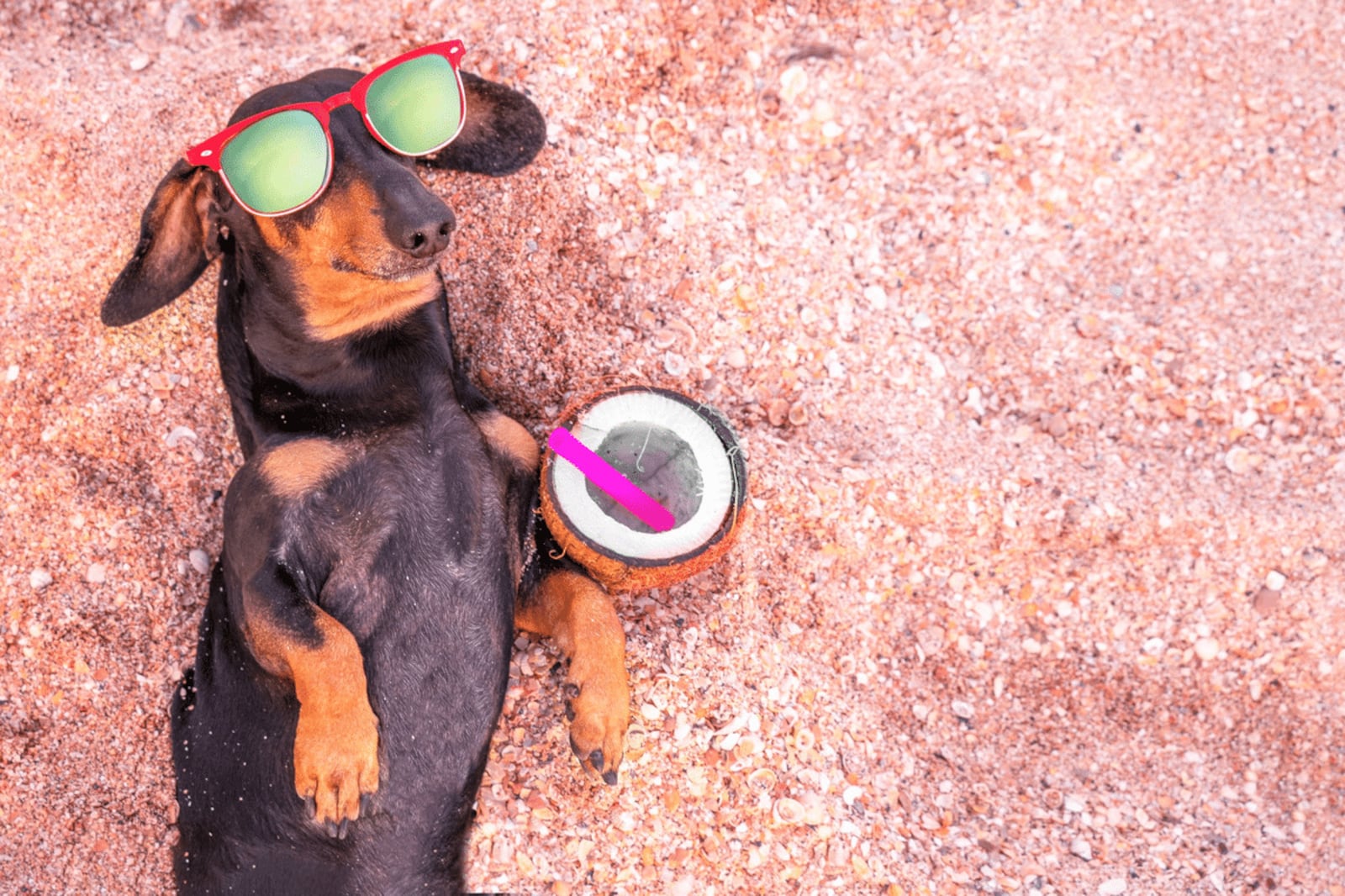 Água de coco, chá de camomila e mais: 5 bebidas seguras para oferecer aos pets nos dias quentes Portal EdiCase