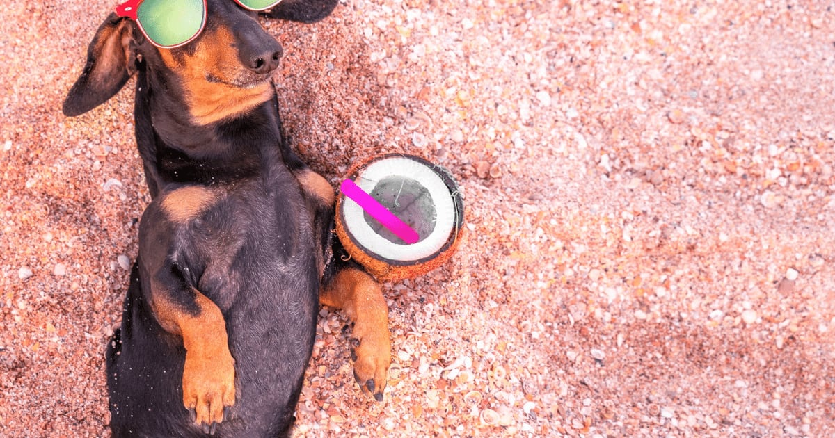 Água de coco, chá de camomila e mais: 5 bebidas seguras para oferecer aos pets nos dias quentes
