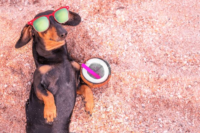 Água de coco, chá de camomila e mais: 5 bebidas seguras para oferecer aos pets nos dias quentes